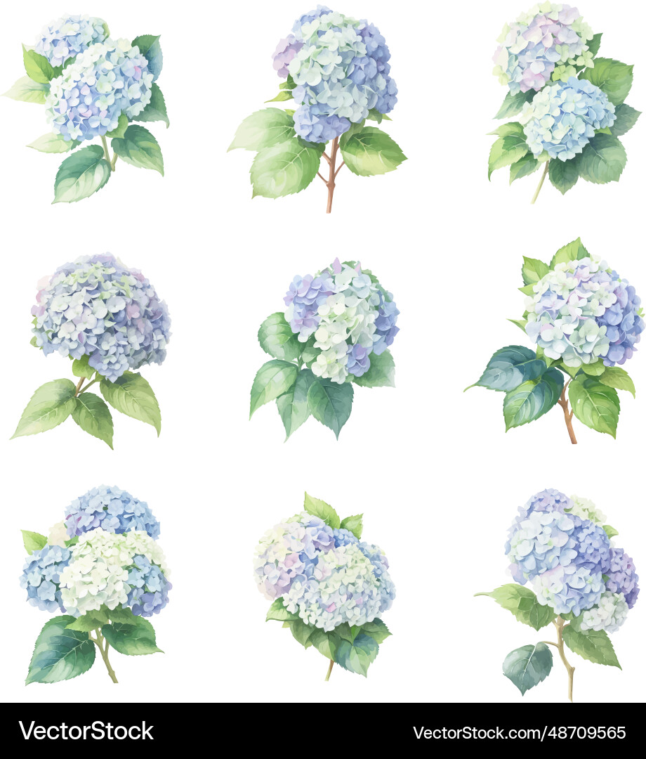 Set Of Watercolor Hydrangea Flowers Royalty Free Vector