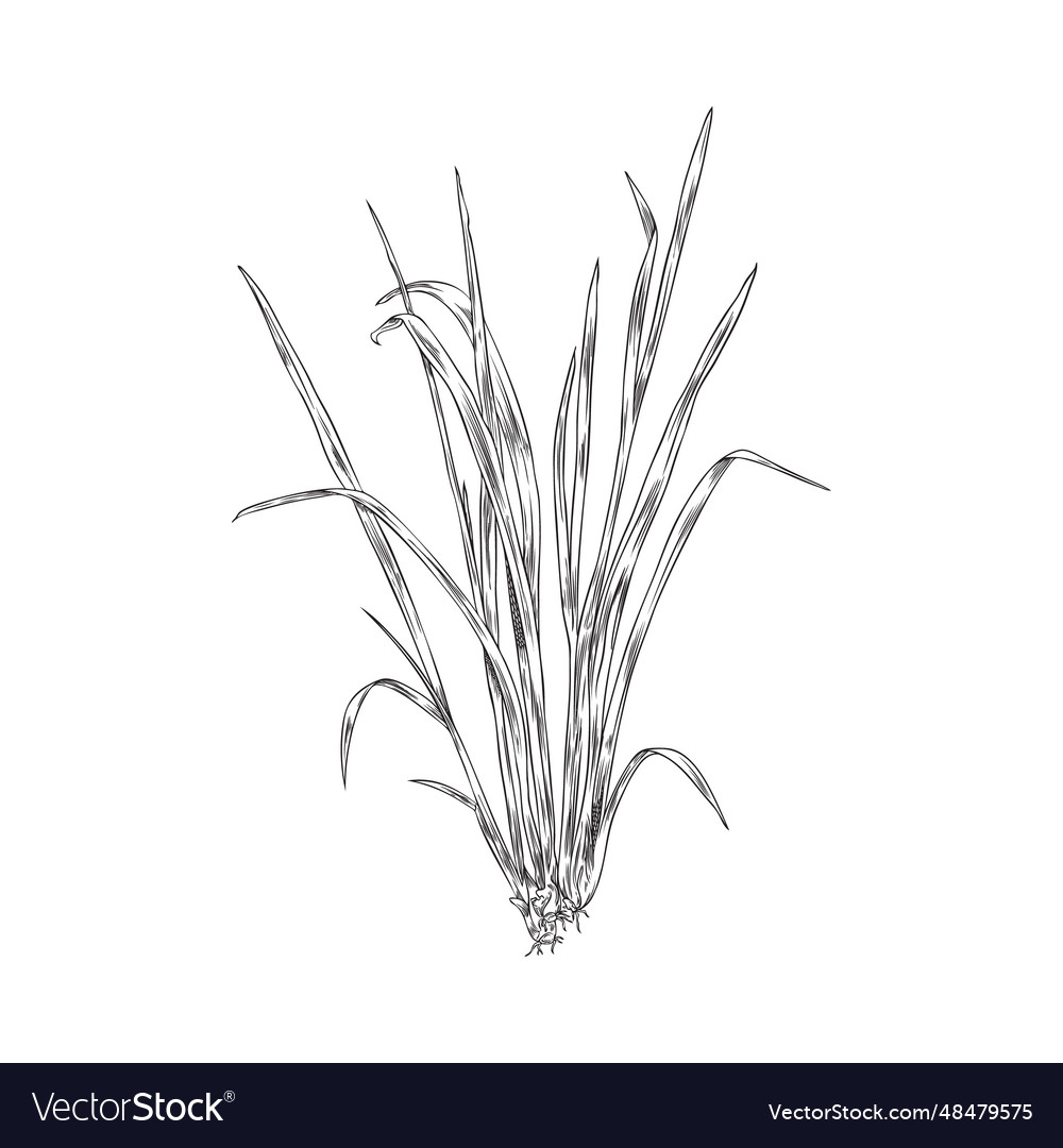 Bunch of lemongrass spicy plant engraving sketch