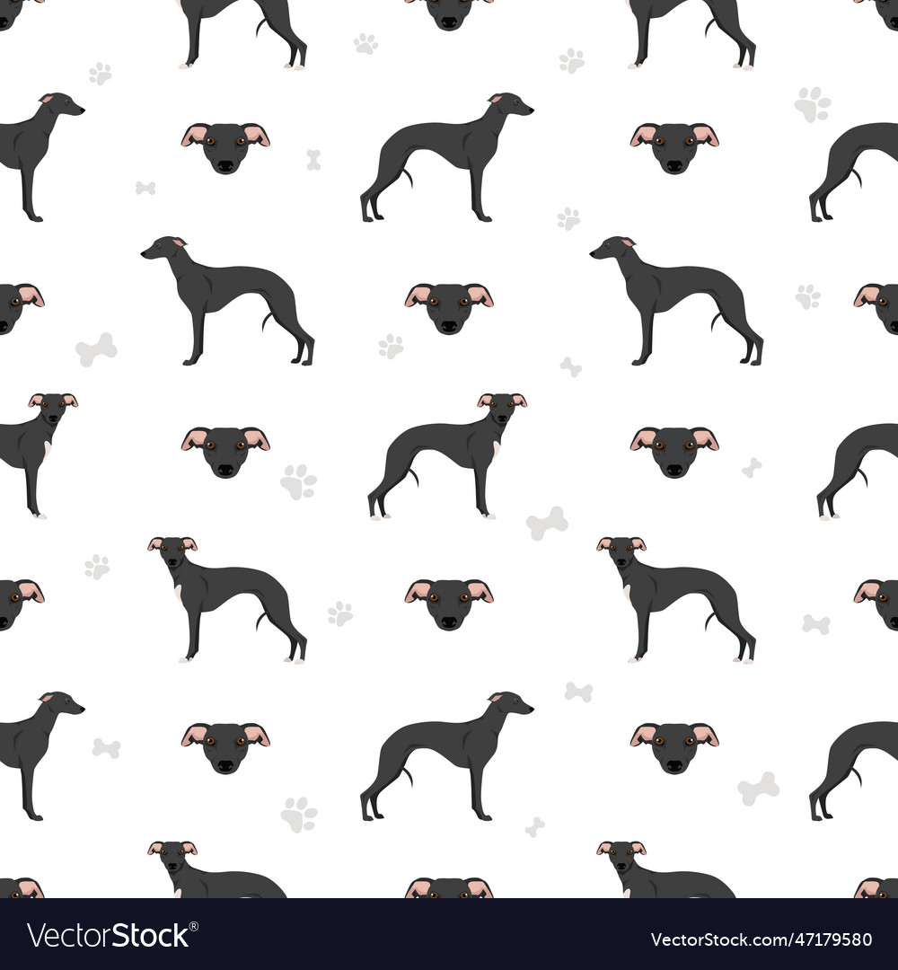 Whippet seamless pattern different poses coat vector image Whippet seamless pattern different poses coat
