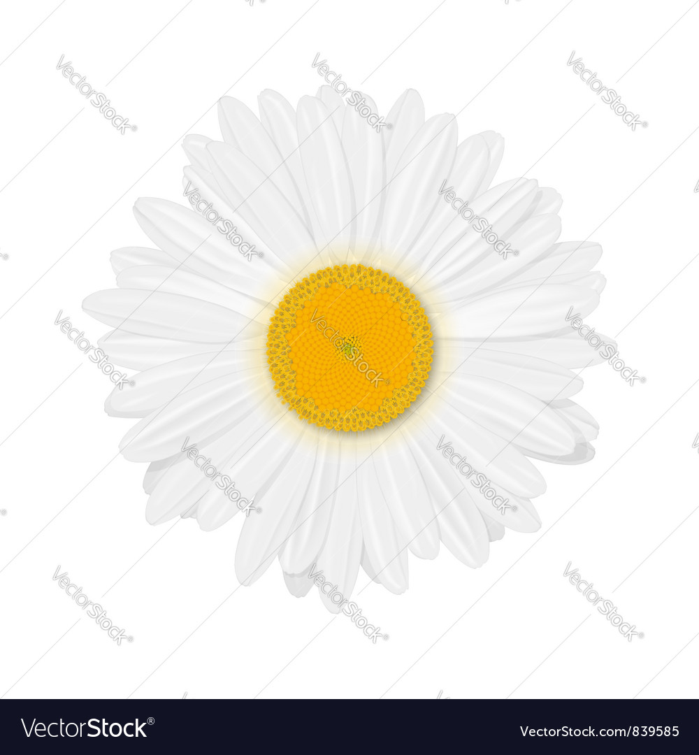 Chamomile