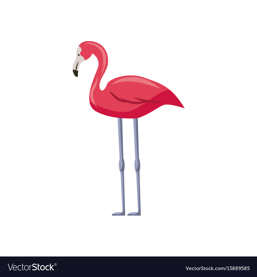 pink flamingo clipart vectored image pink flamingo clipart vectored image