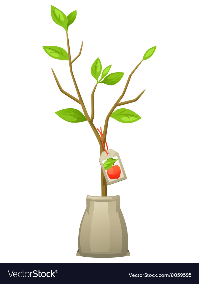 Seedling Of Apple Tree With Tag For Royalty Free Vector