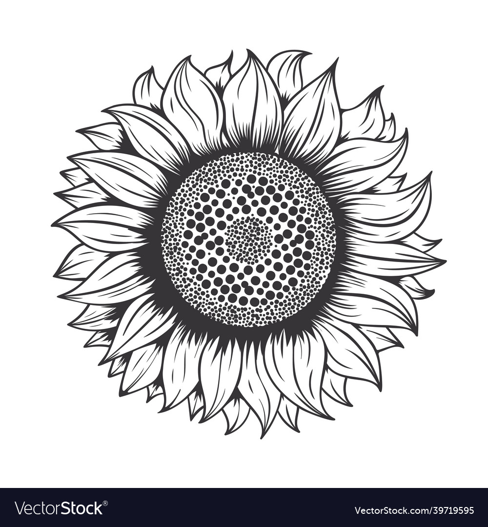 Sunflower line store drawing