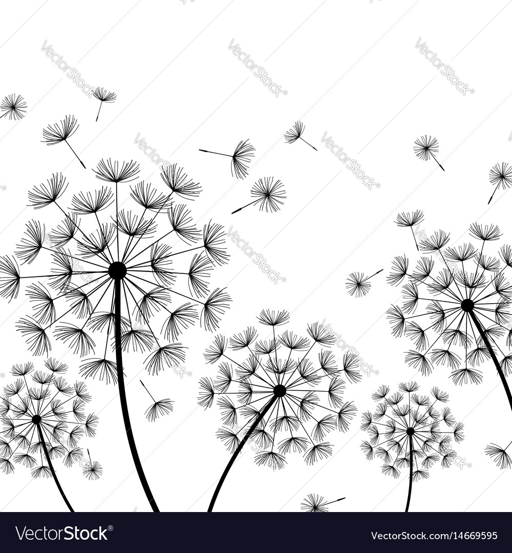 White Background With Stylized Black Dandelion Vector Image