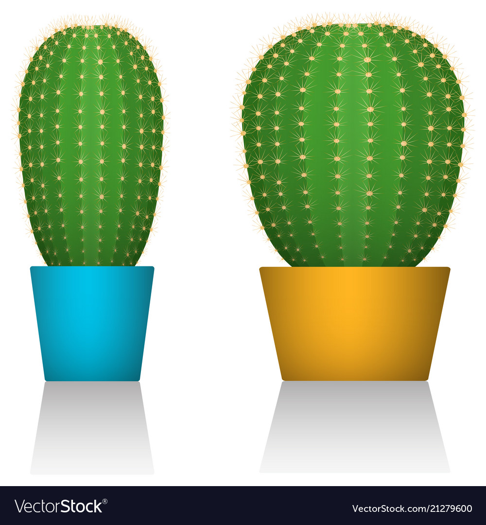 Cactuses in colorful pots different forms white