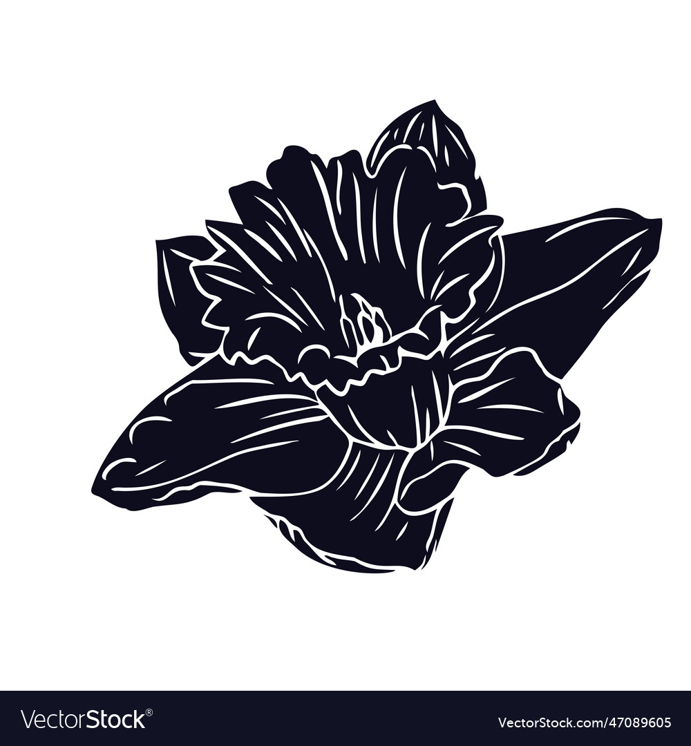 Narcissus Flower Silhouette Hand Drawn Isolate Vector Image