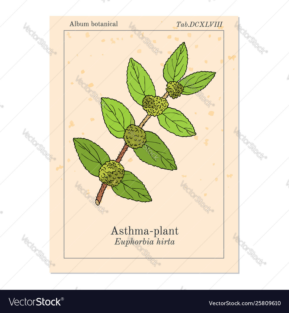 Asthma-plant Euphorbia Or Garden Spurge Royalty Free Vector