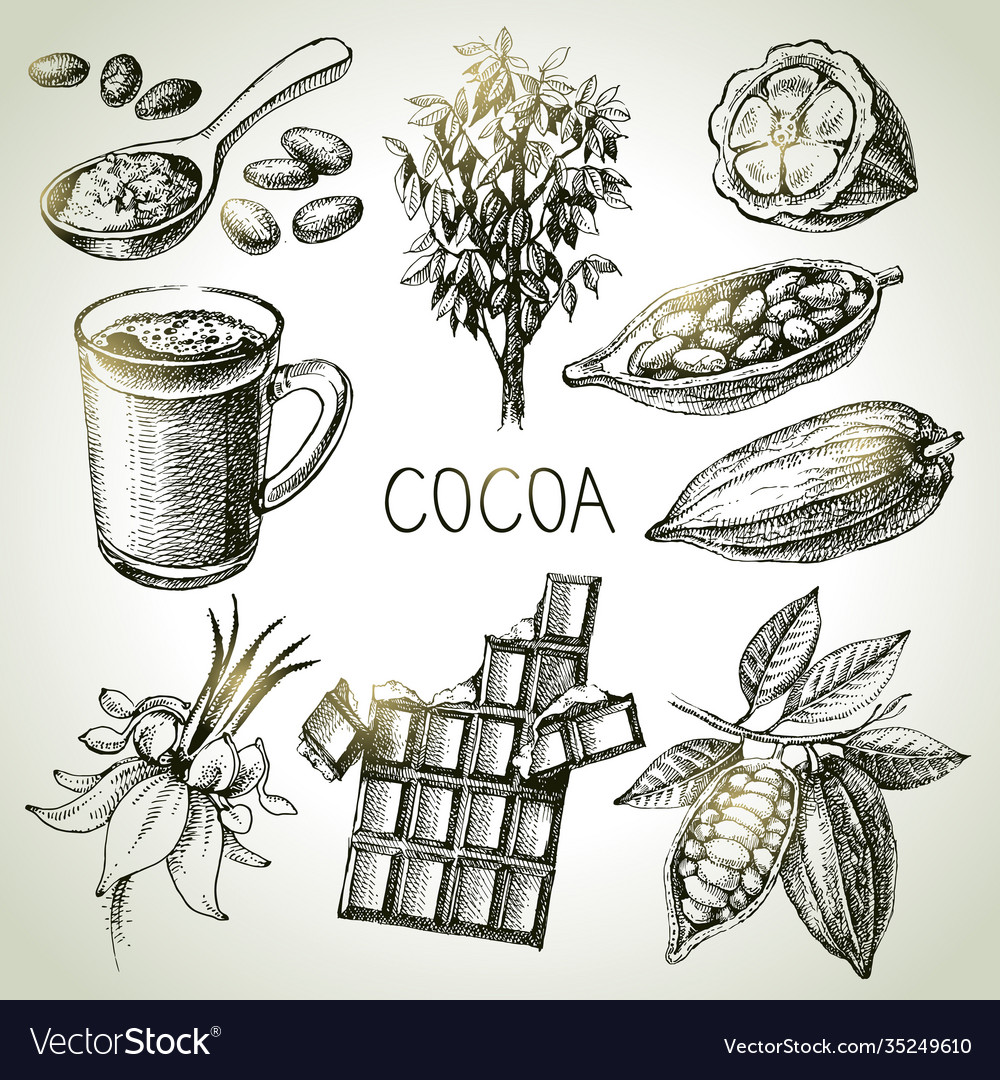 Hand drawn sketch cocoa chocolate product set Vector Image