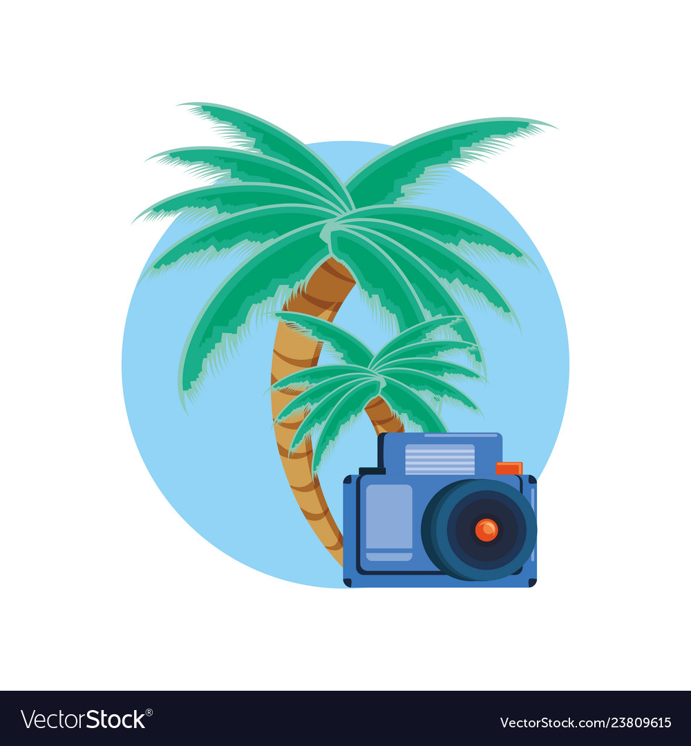 Palms trees with photographic camera