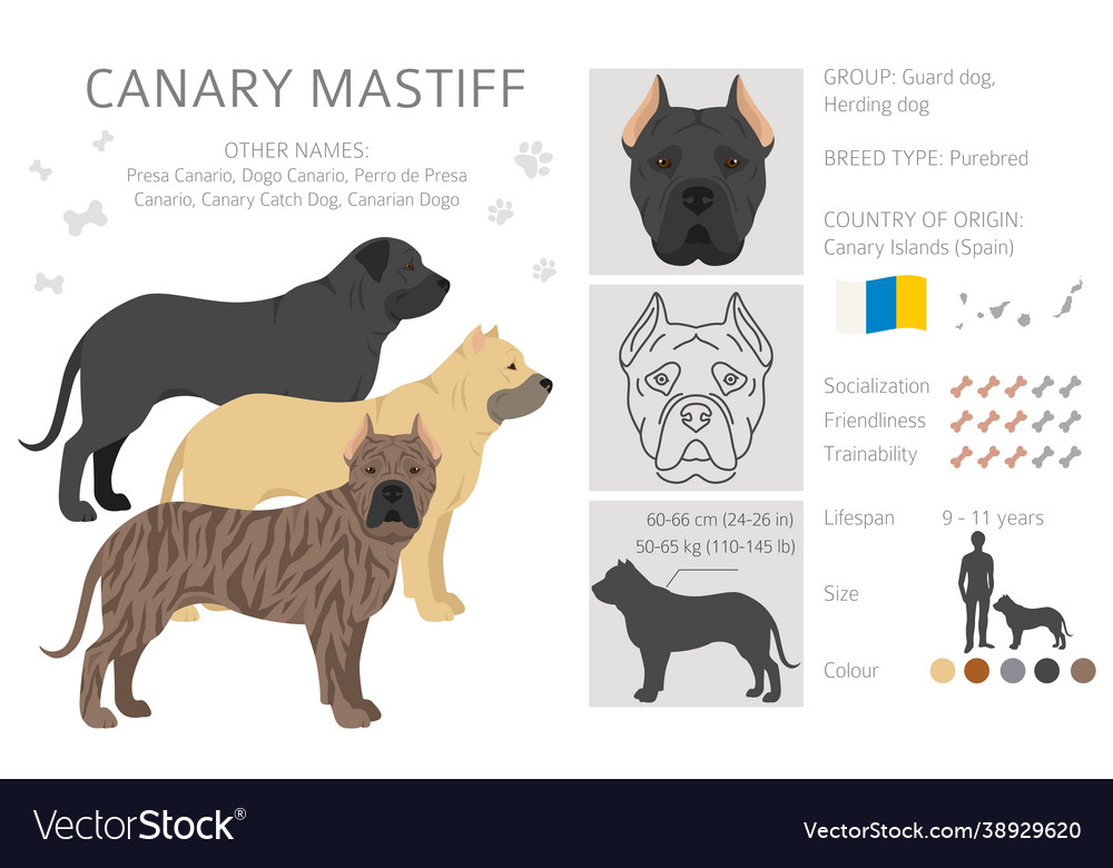 Canary sales catch dog