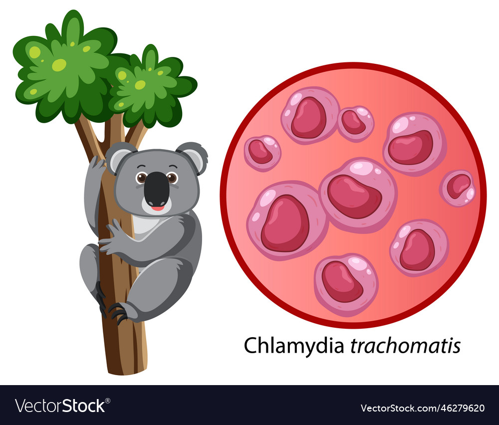 Chlamydia trachomatis with explanation