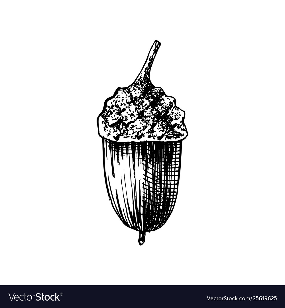 Hand drawn acorn vector image Hand drawn acorn