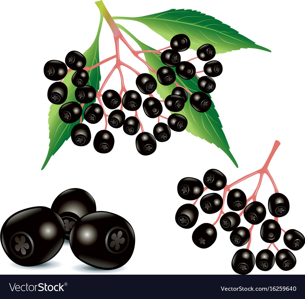 Ripe black elderberry fruit food ingredient Vector Image