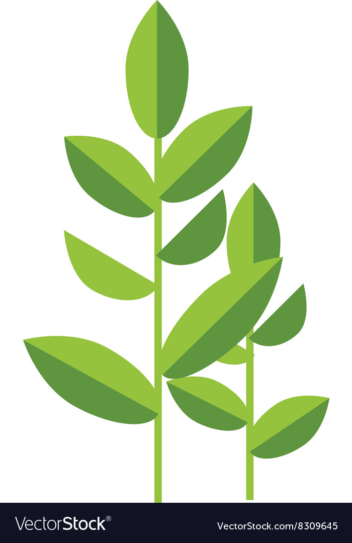 Nature tea plant green leaves isolated Royalty Free Vector