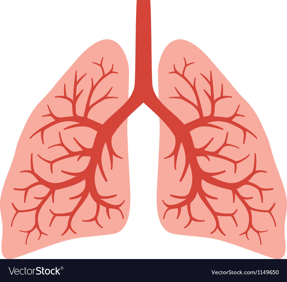 Human Lungs Royalty Free Vector Image VectorStock