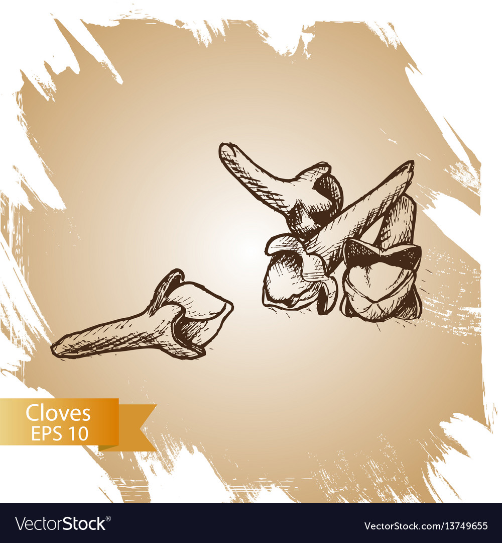 Hintergrundskizze Clove