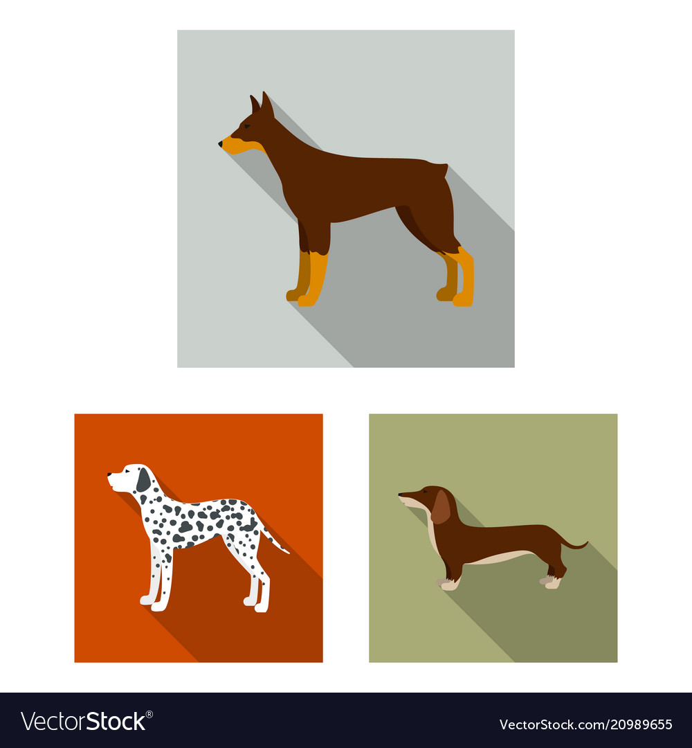 Dog breeds flat icons in set collection for design