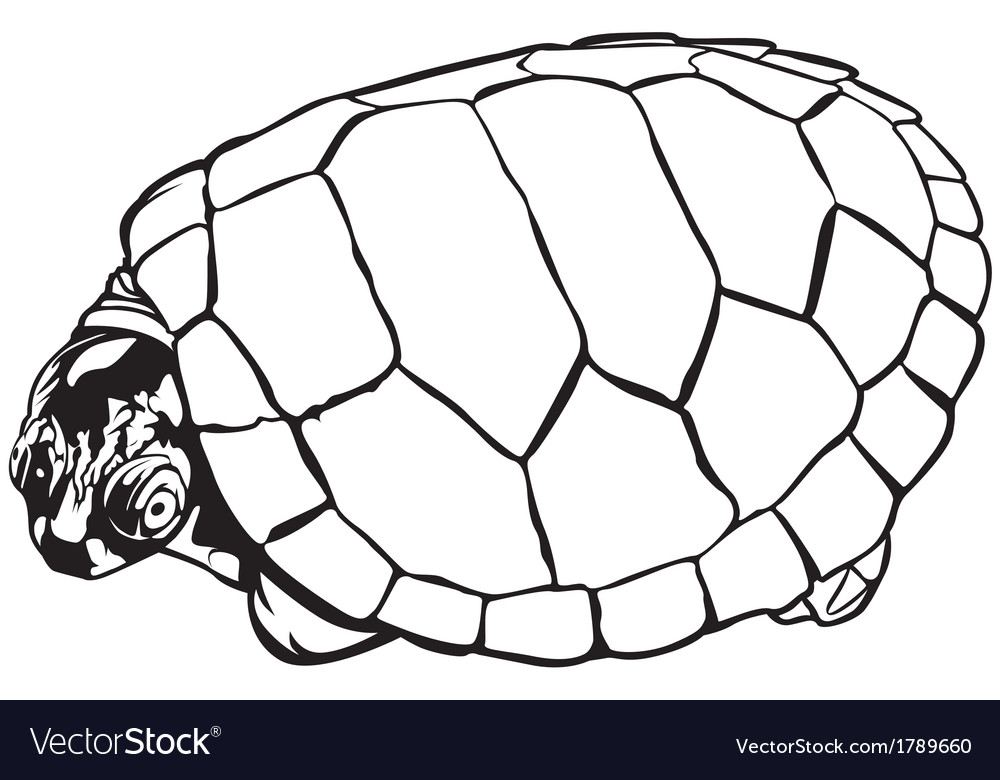 Black Outline Turtle Illustration