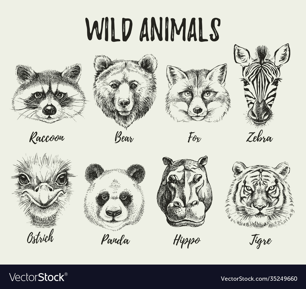 Hand drawn sketch animal heads set isolated cute vector image Hand drawn sketch animal heads set isolated cute