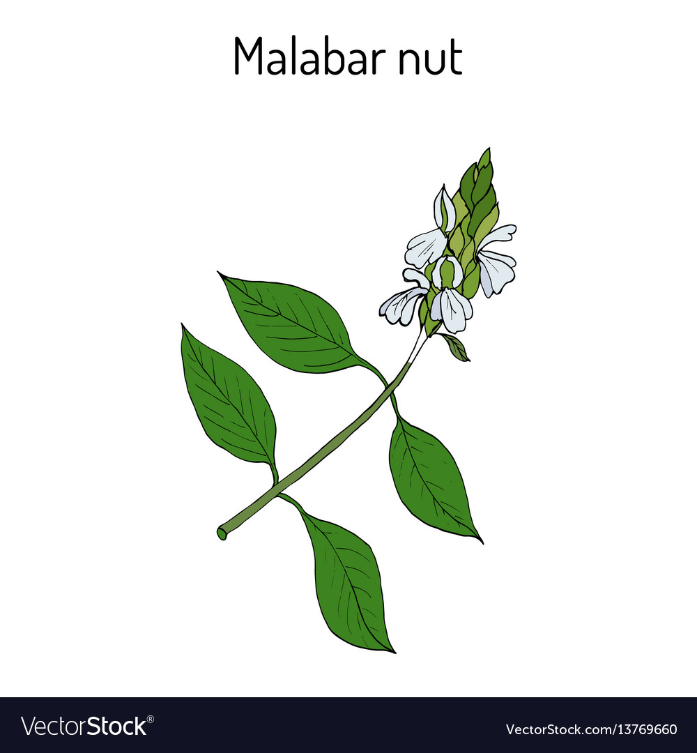 Malabar nut justicia adhatoda oder adulsa