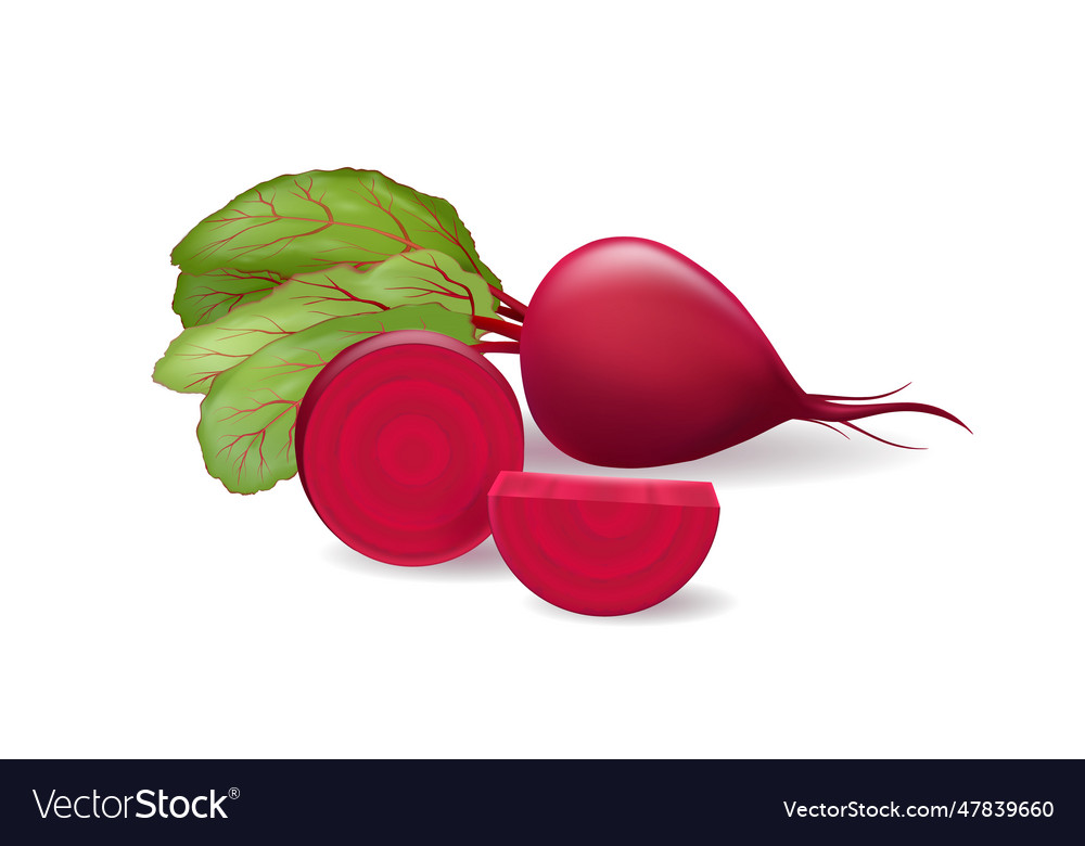 Realistic ripe beetroot vegetable Royalty Free Vector Image