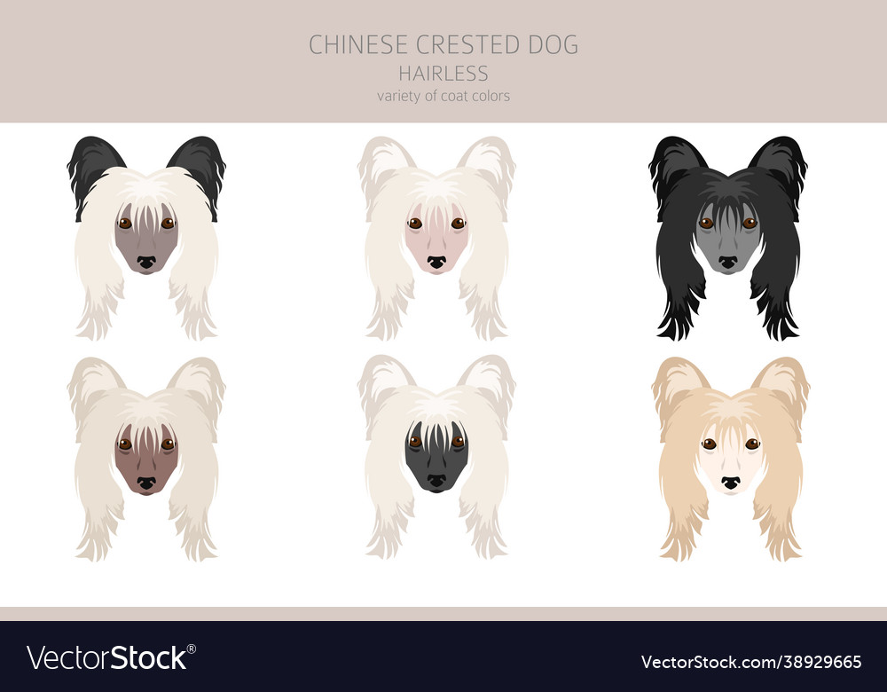 Chinesisch crested Hund haarlose Sorte Clipart