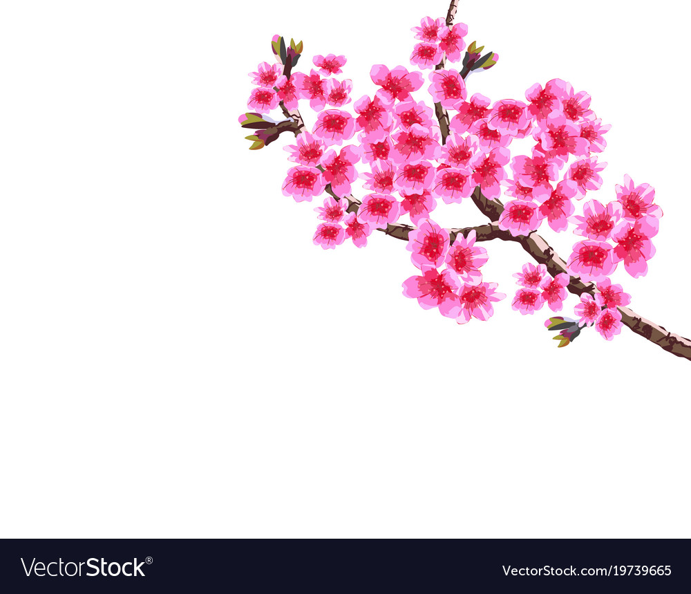 Sakura Lush Curved Branches Of A Blossoming Vector Image