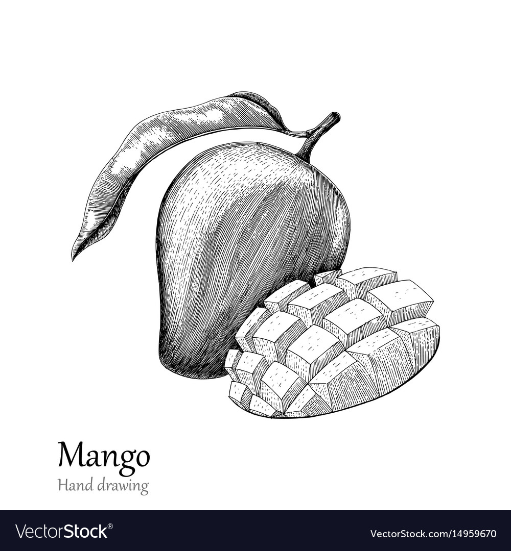 Hand drawn sketch style mango Organic fresh  Stock Illustration  73979324  PIXTA