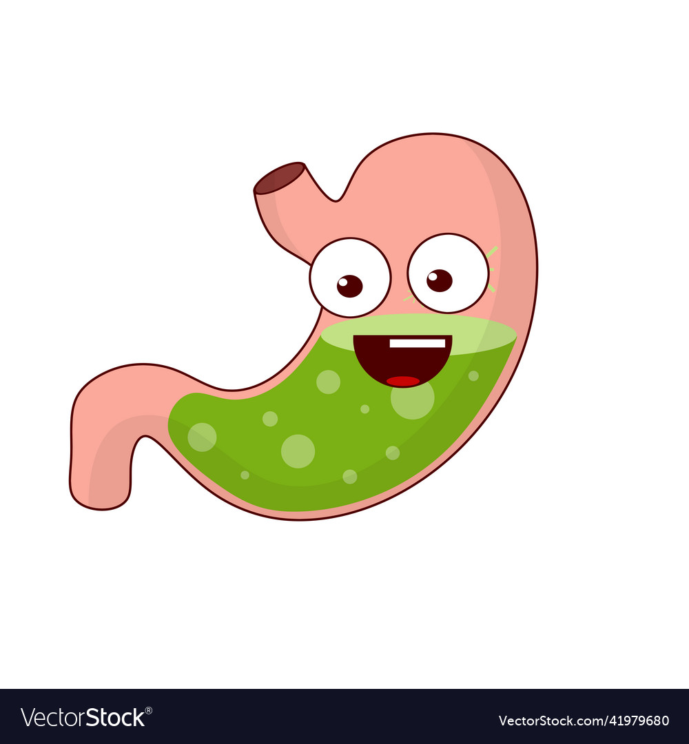 Human stomach internal organ of the body Vector Image Human stomach internal organ of the body Vector Image