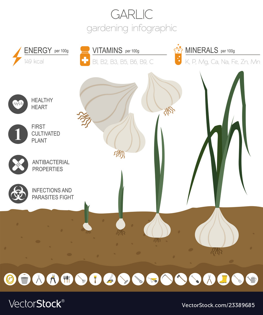 Garlic beneficial features graphic template