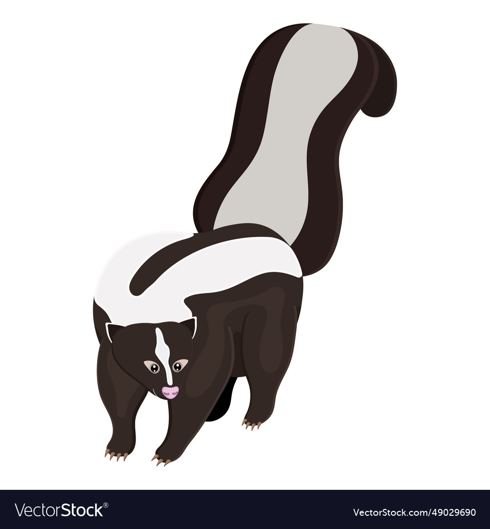 Front view on image of white and black skunk Vector Image