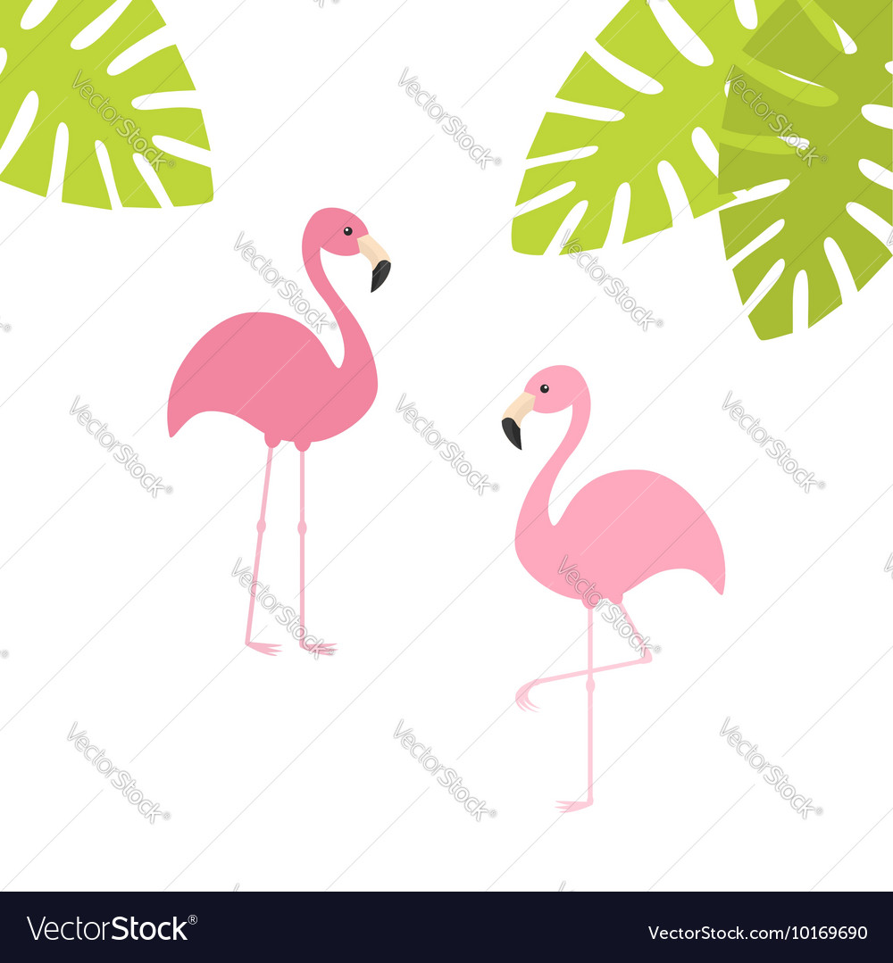 Two pink flamingo set exotic tropical bird zoo