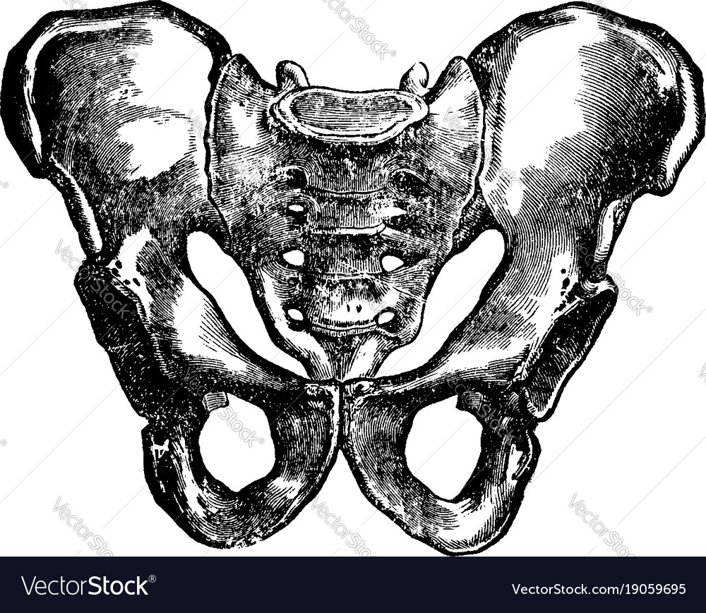 Male Pelvis Vintage Royalty Free Vector Image - Vectorstock