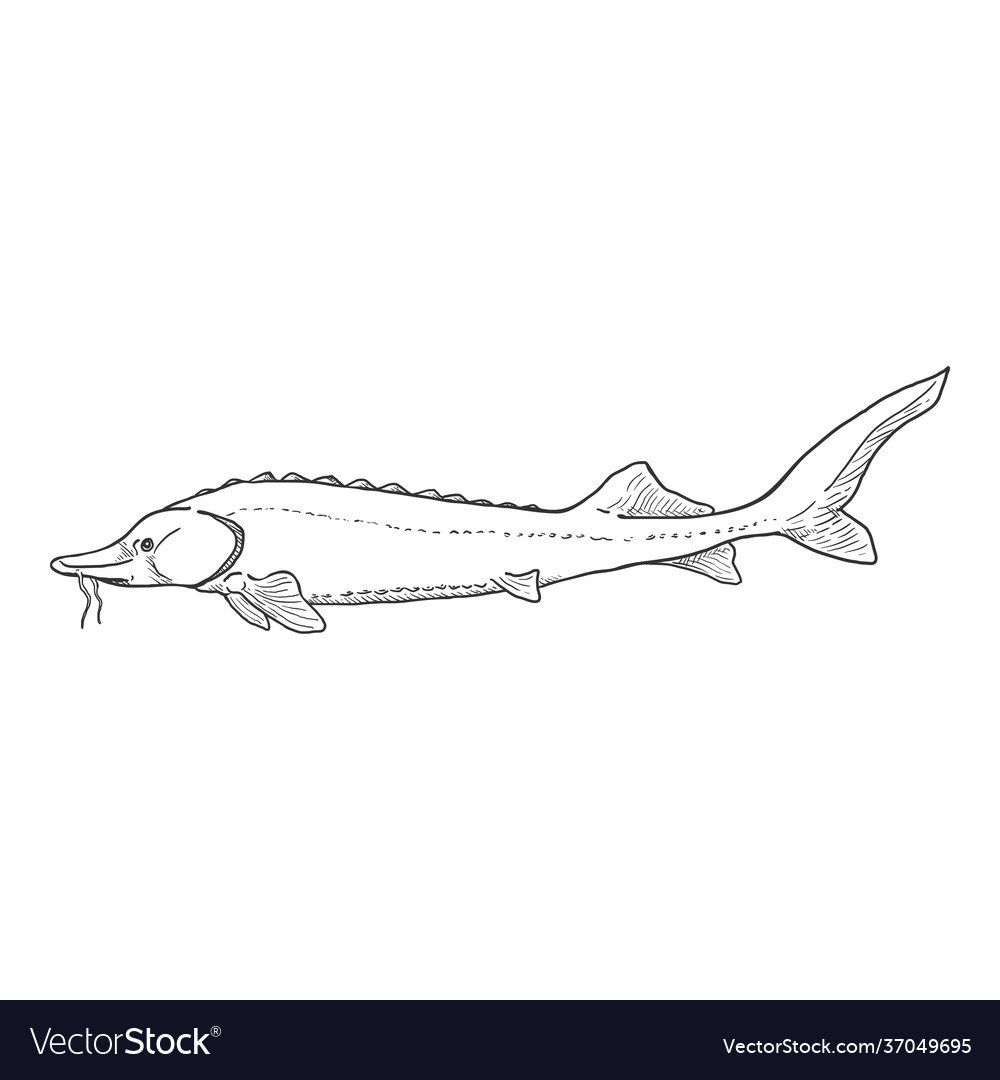 Sturgeon sketch fish