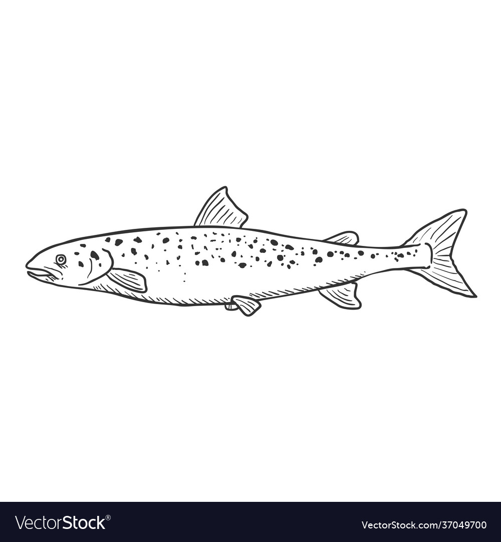 Sketch salmon fish