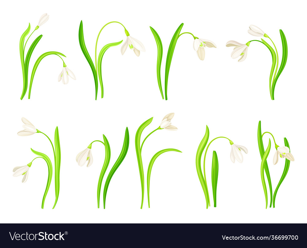 Snowdrop or galanthus with white drooping bell Vector Image