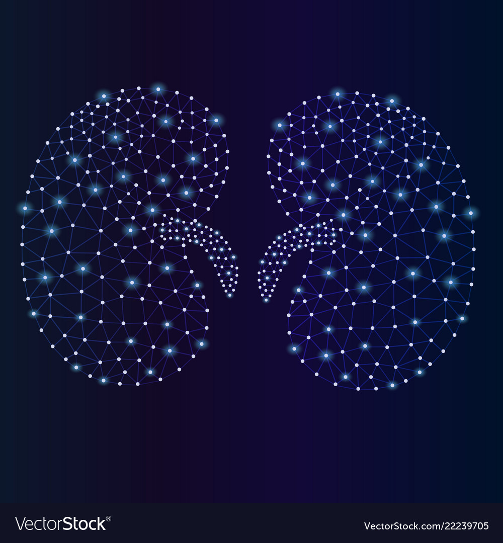 Abstract kidney anatomy