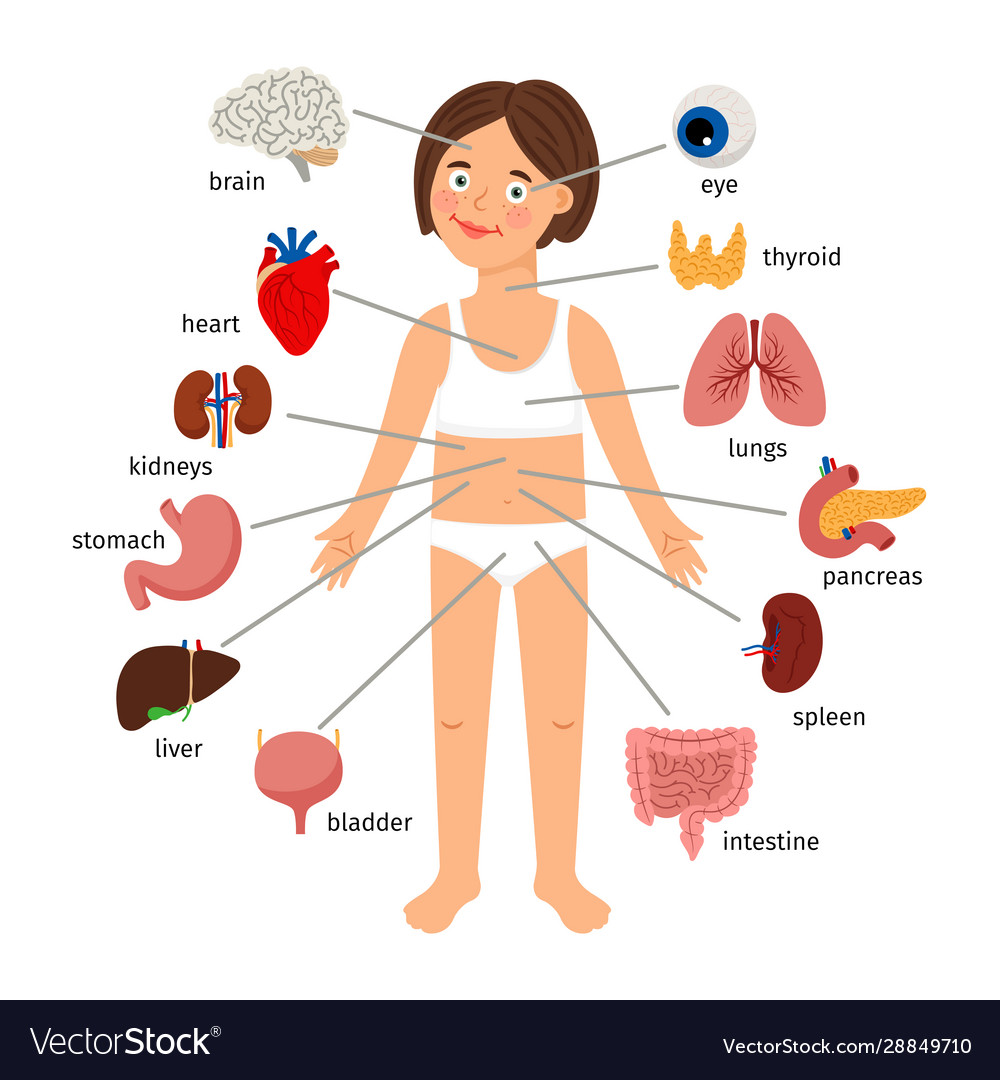 Girl Internal Organs Female Human Internal Organs Vector Image