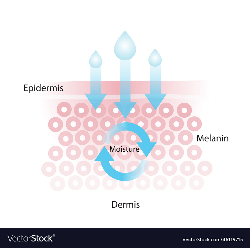 Infographic of skin moisture Royalty Free Vector Image