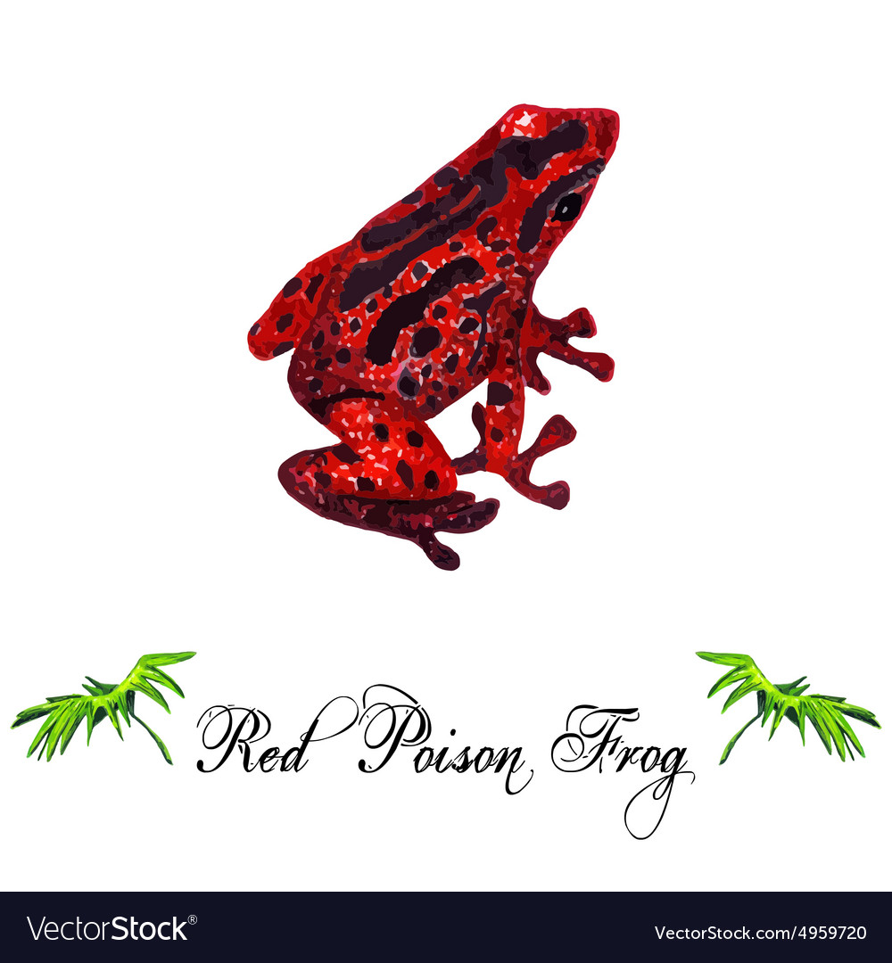 Red frog Royalty Free Vector Image - VectorStock
