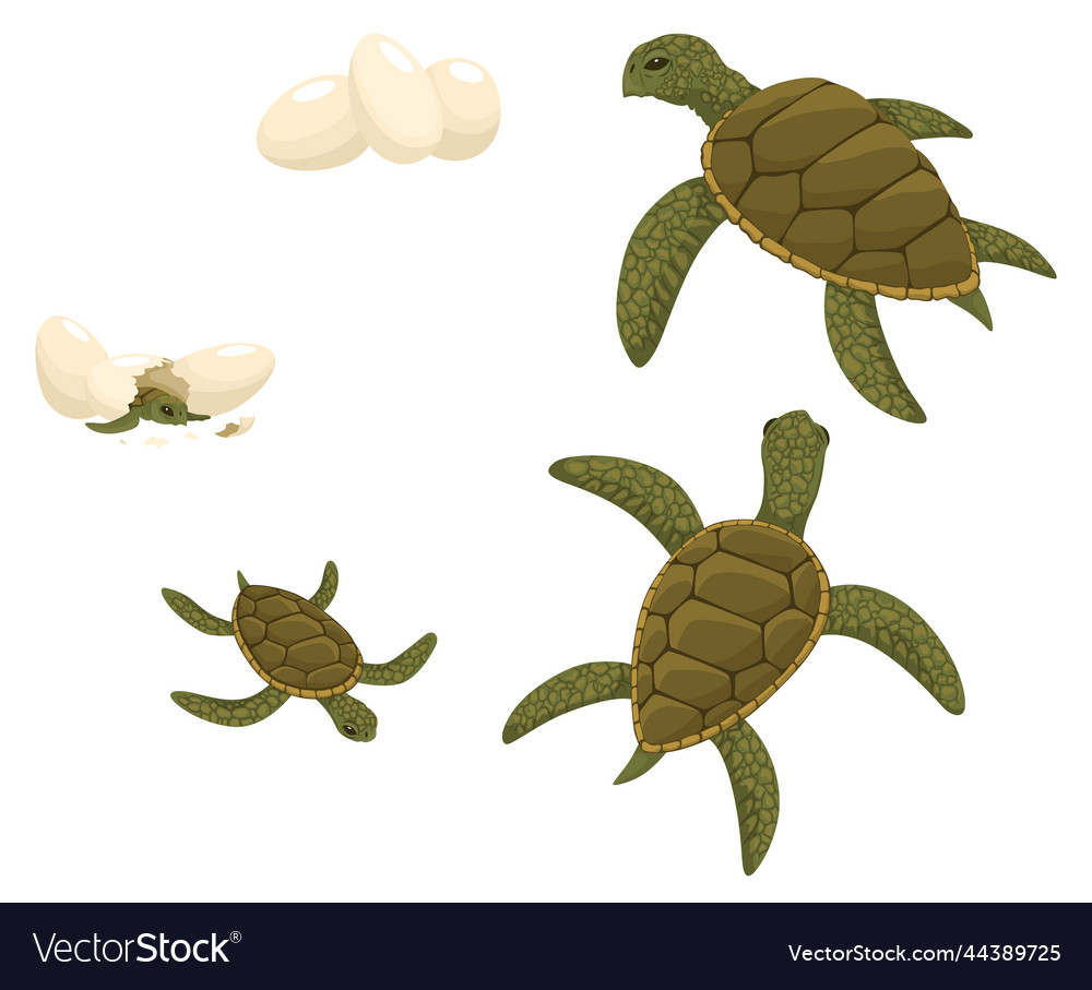 Sea Turtle Life Cycle Set Sequence Of Stages Vector Image