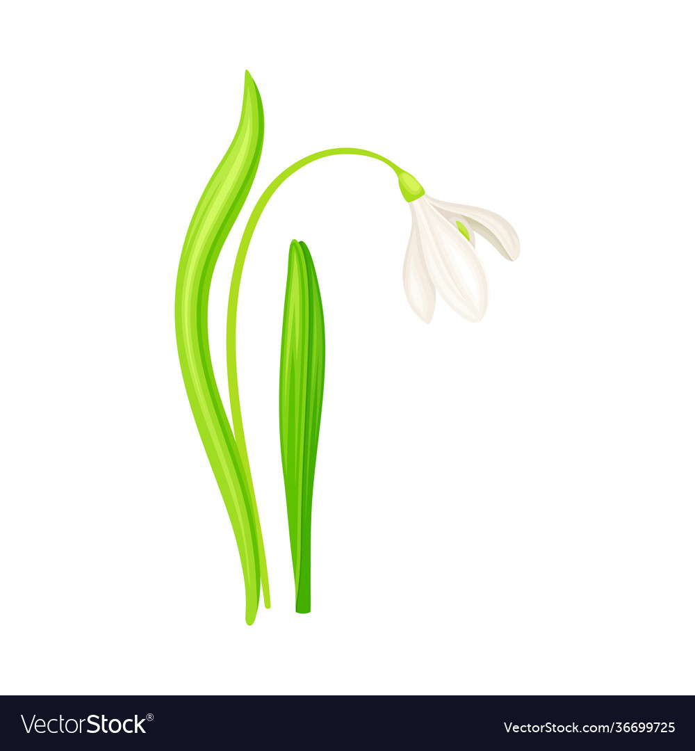 Snowdrop or galanthus with white drooping bell