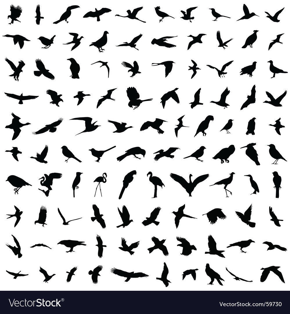 Bird silhouettes