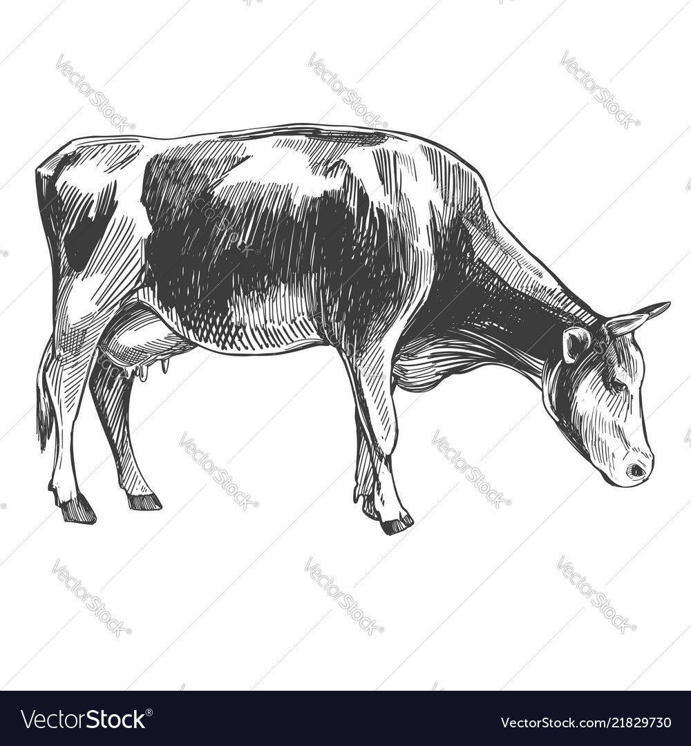 cow domestic animal farm