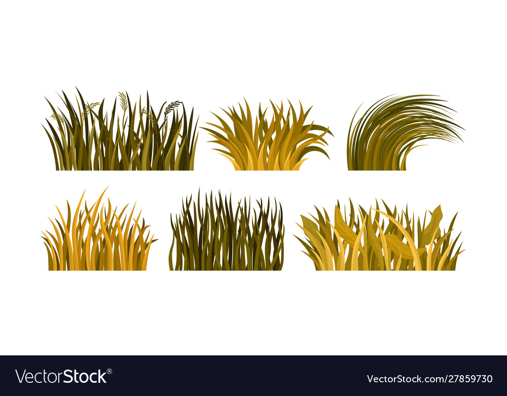 Different kind of yellow and brown autumn grass Vector Image