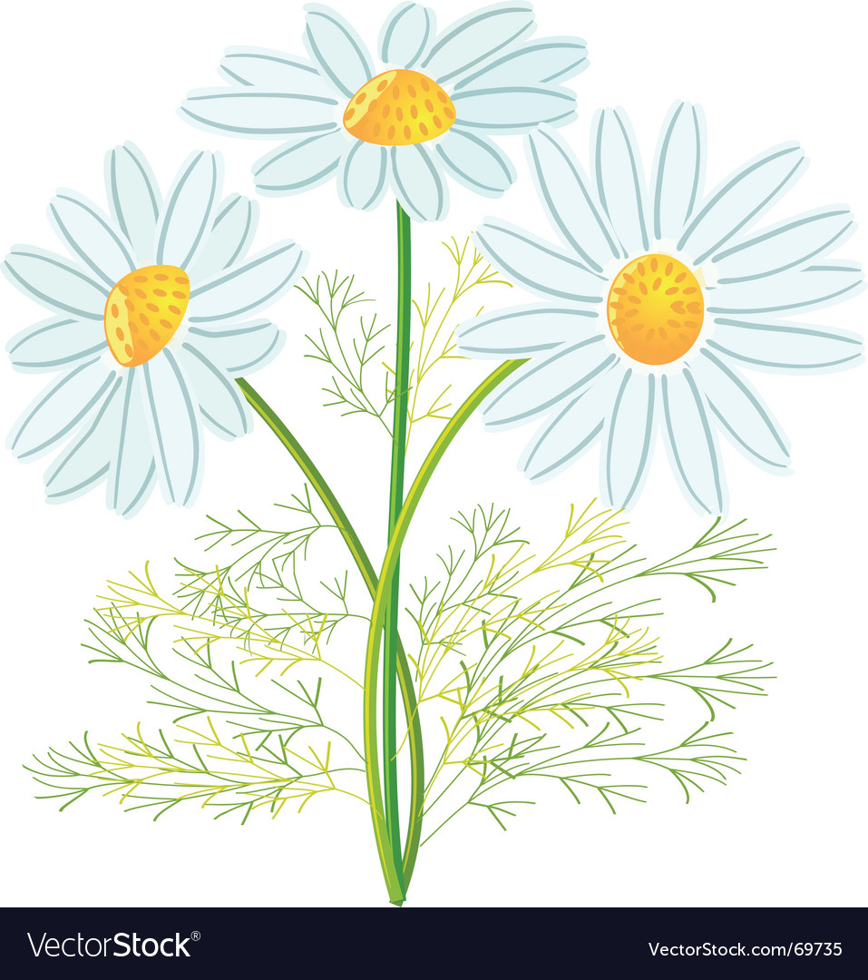 Camomile flowers Royalty Free Vector Image - VectorStock