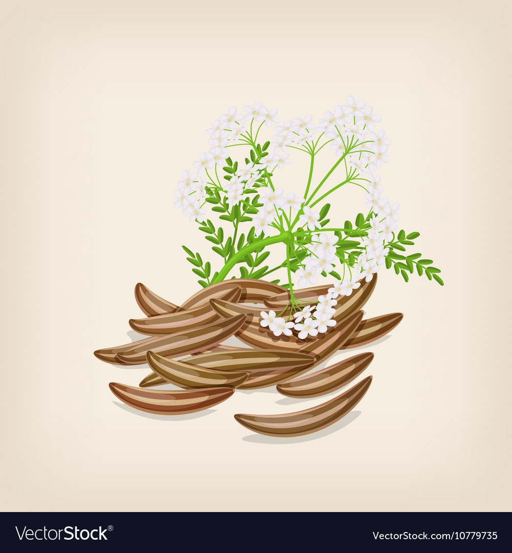 Cumin seed with flowers and leaves Royalty Free Vector Image