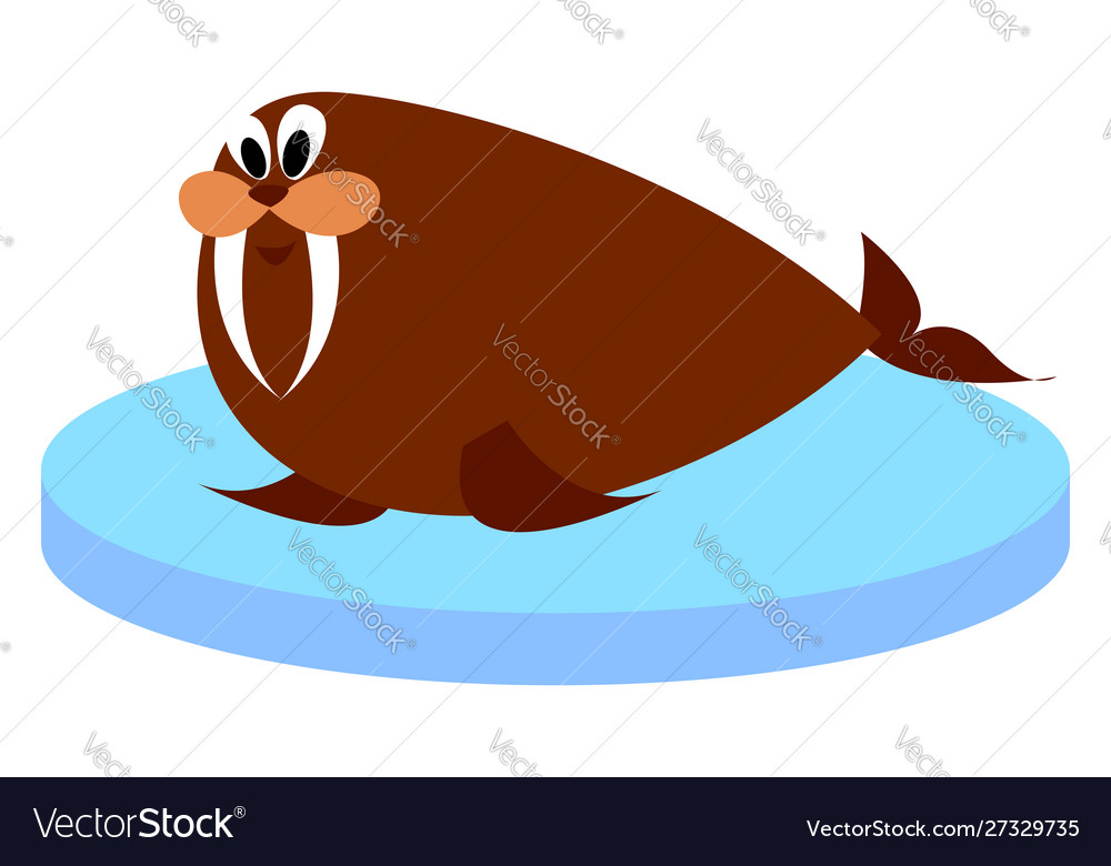 Fat walrus on white background