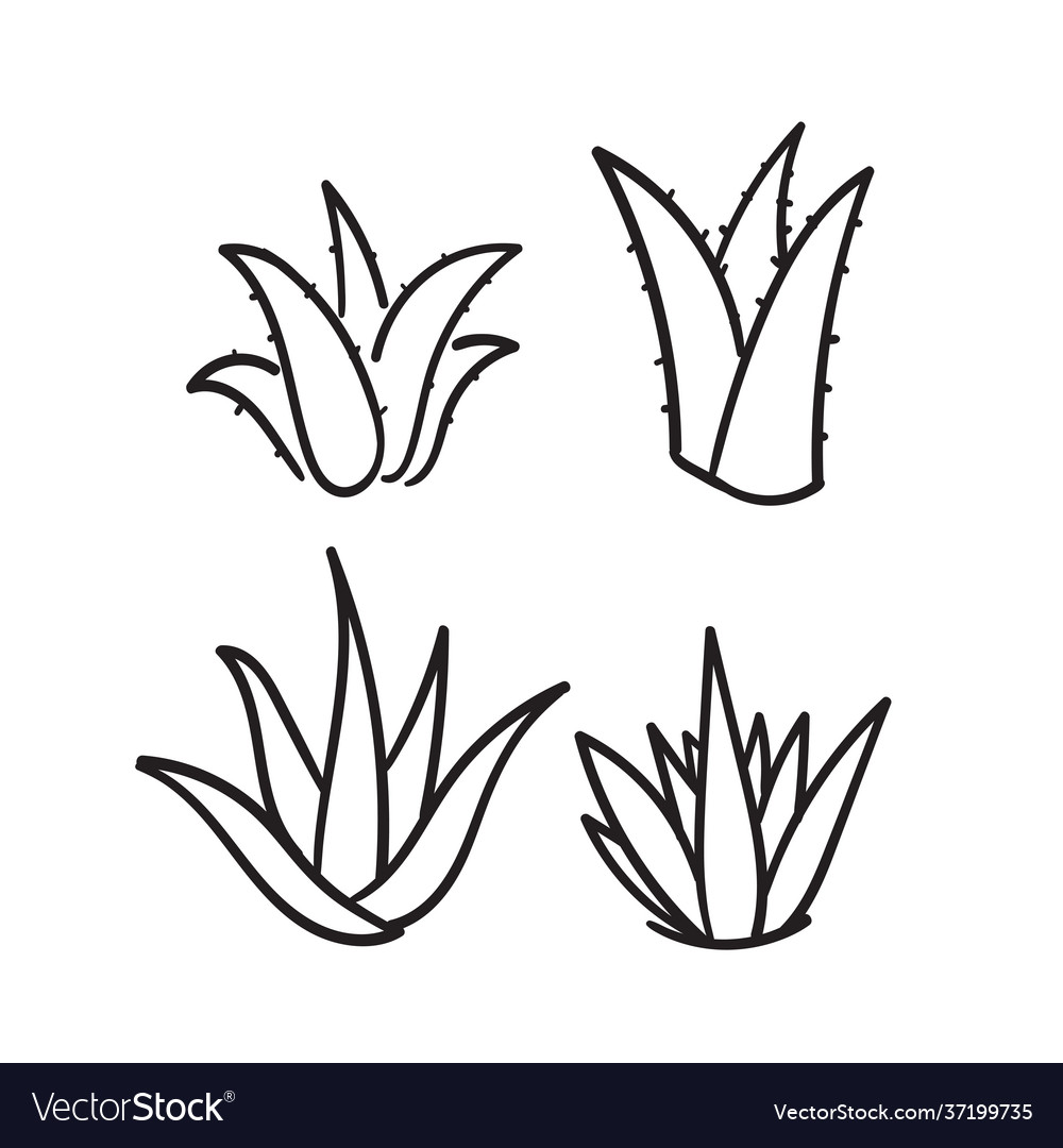 Hand drawn doodle aloe vera icon isolated vector image Hand drawn doodle aloe vera icon isolated