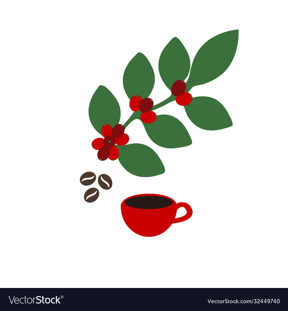 Coffee branch Royalty Free Vector Image - VectorStock